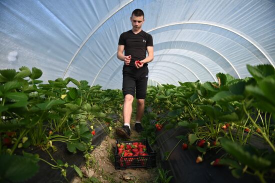 Russia Agriculture Strawberry Harvest