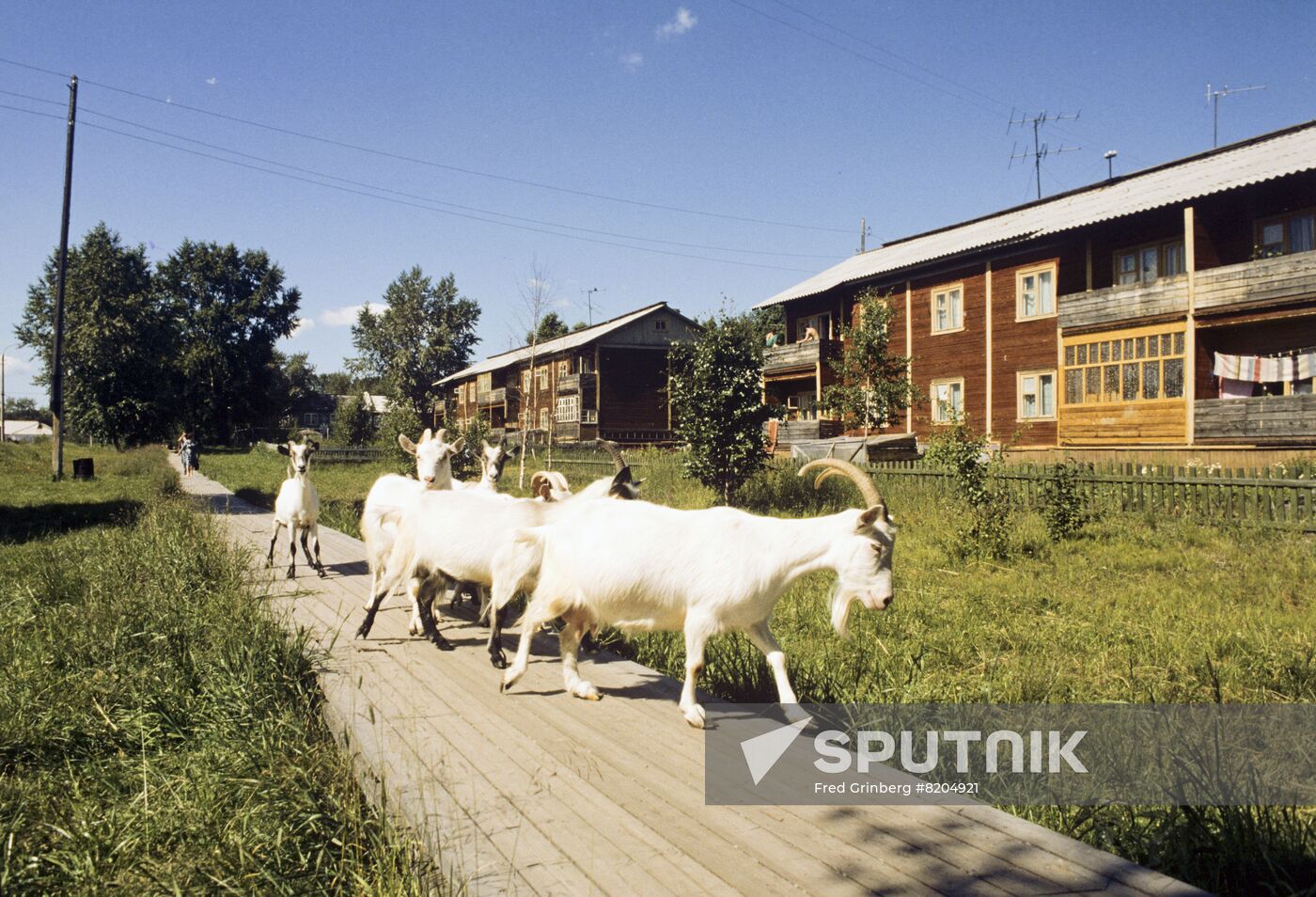Kegostrov, village of woodcutters