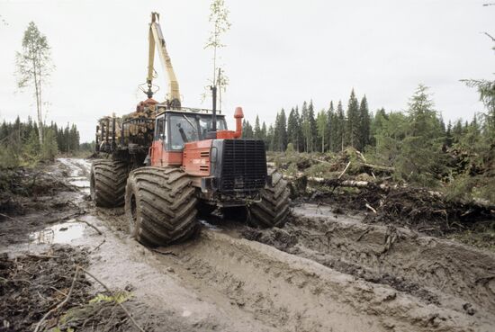 Removal of wood in Arkhangelsk Region