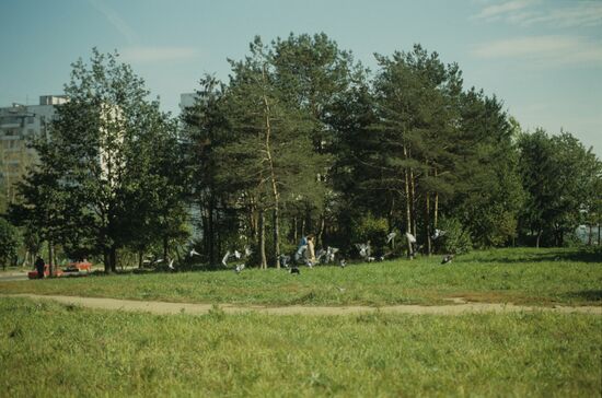 Bitsevo Forest