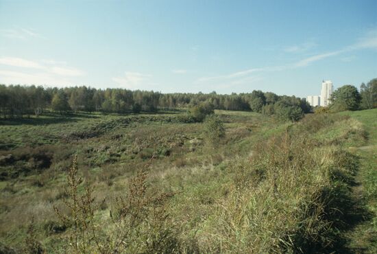 Bitsevo Forest