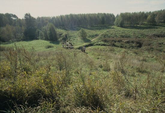 Bitsevo Forest