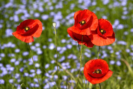 Russia Crimea Poppies Blooming