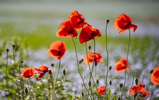 Russia Crimea Poppies Blooming