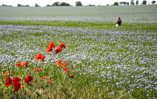 Russia Crimea Poppies Blooming