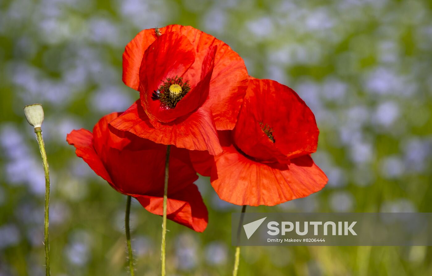 Russia Crimea Poppies Blooming