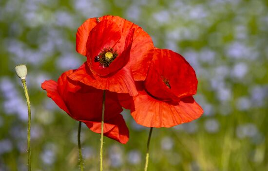 Russia Crimea Poppies Blooming