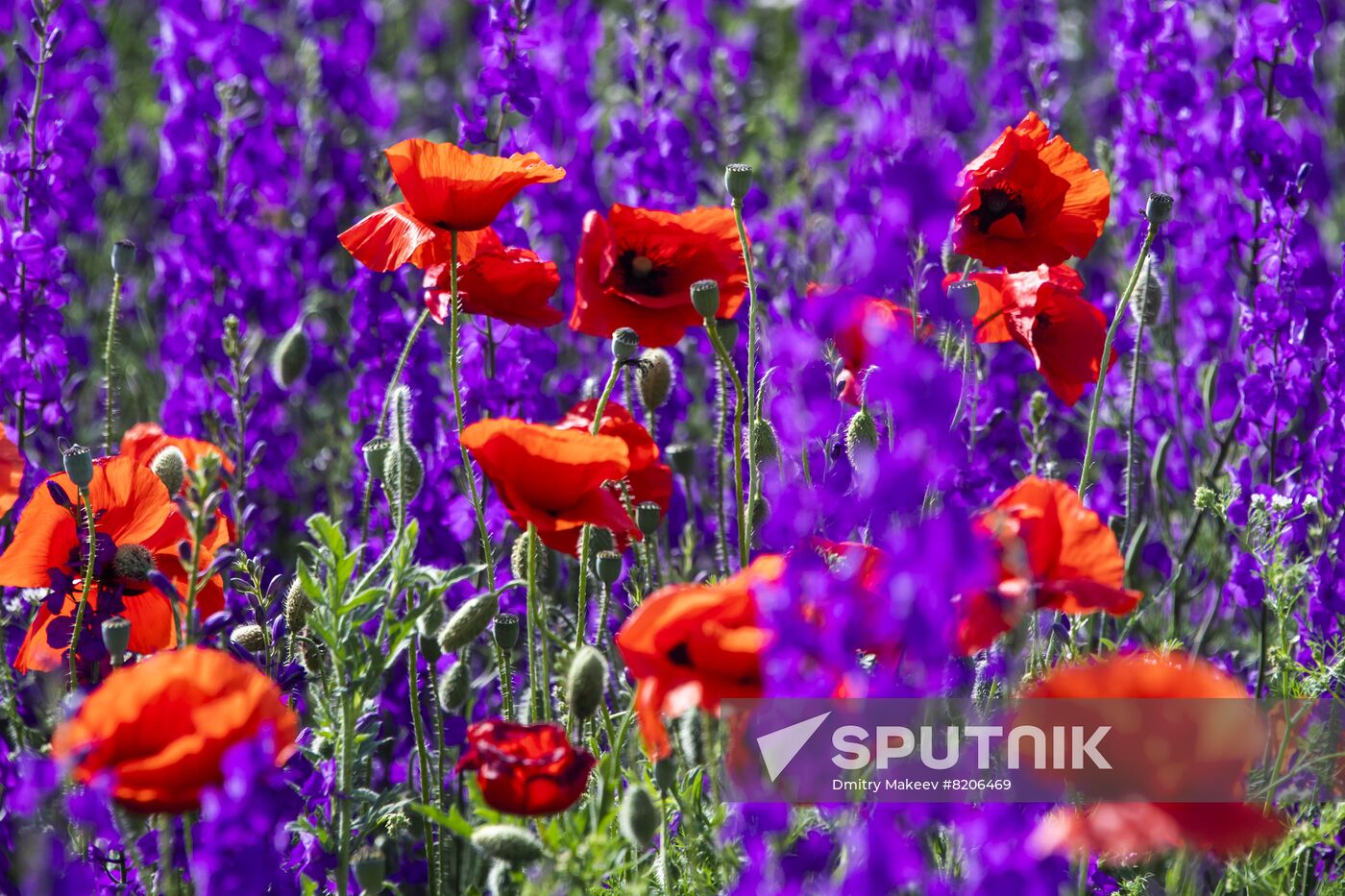 Russia Crimea Poppies Blooming