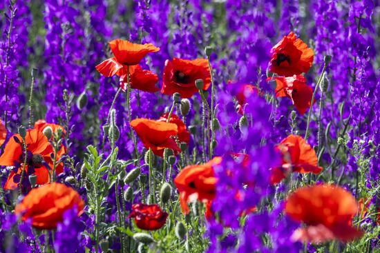 Russia Crimea Poppies Blooming
