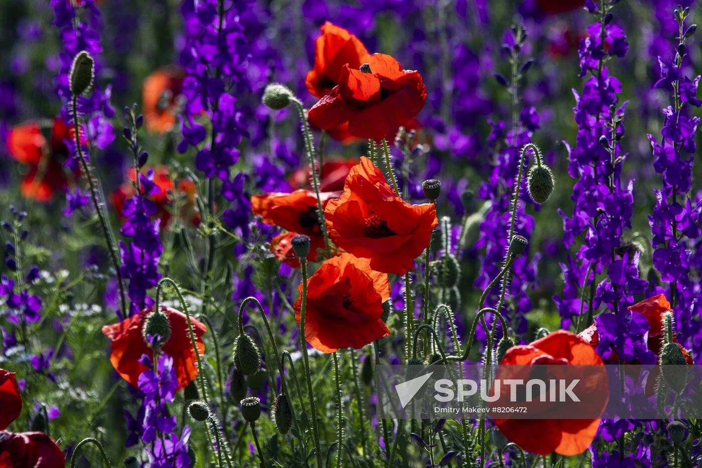 Russia Crimea Poppies Blooming