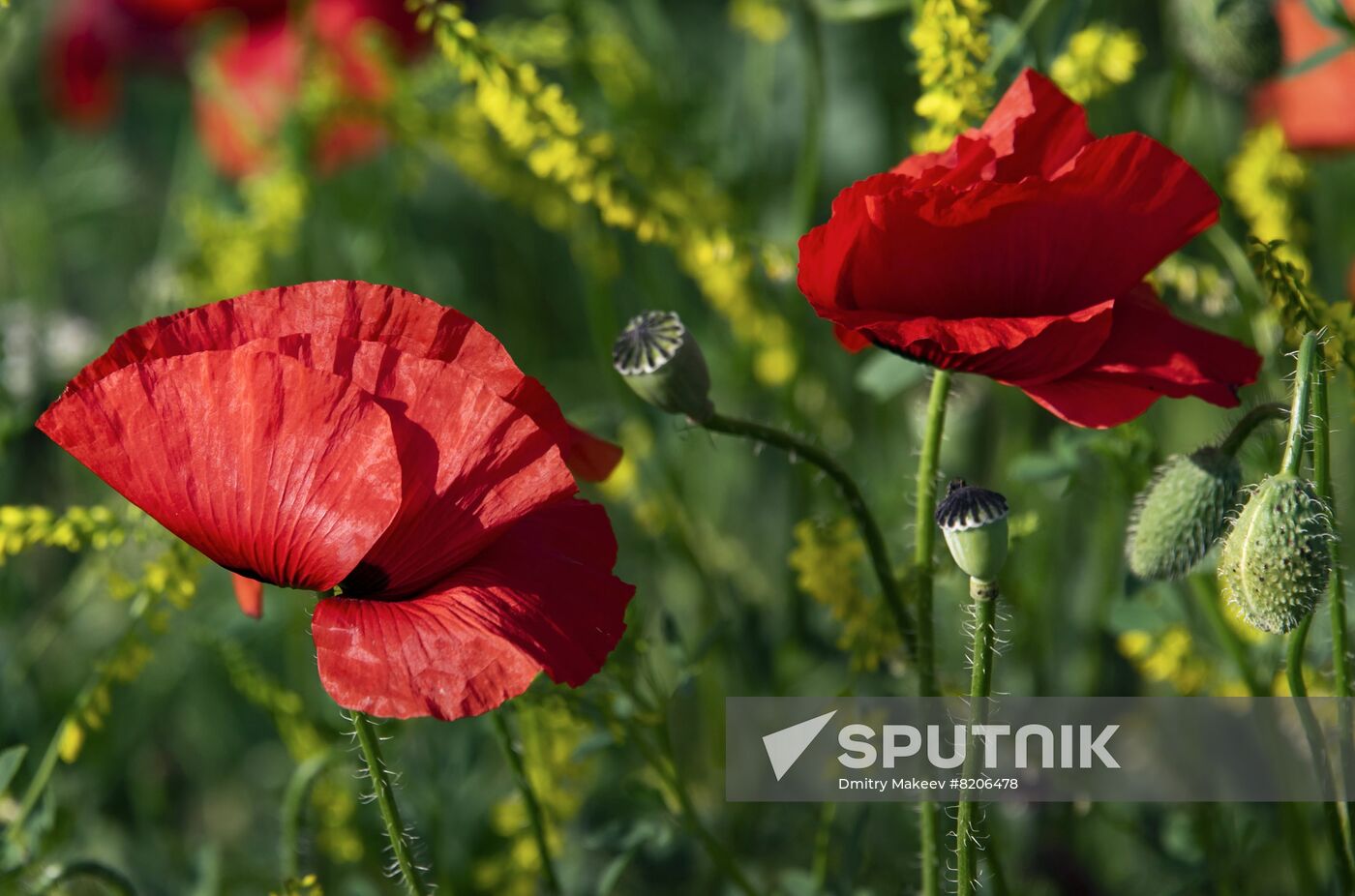 Russia Crimea Poppies Blooming