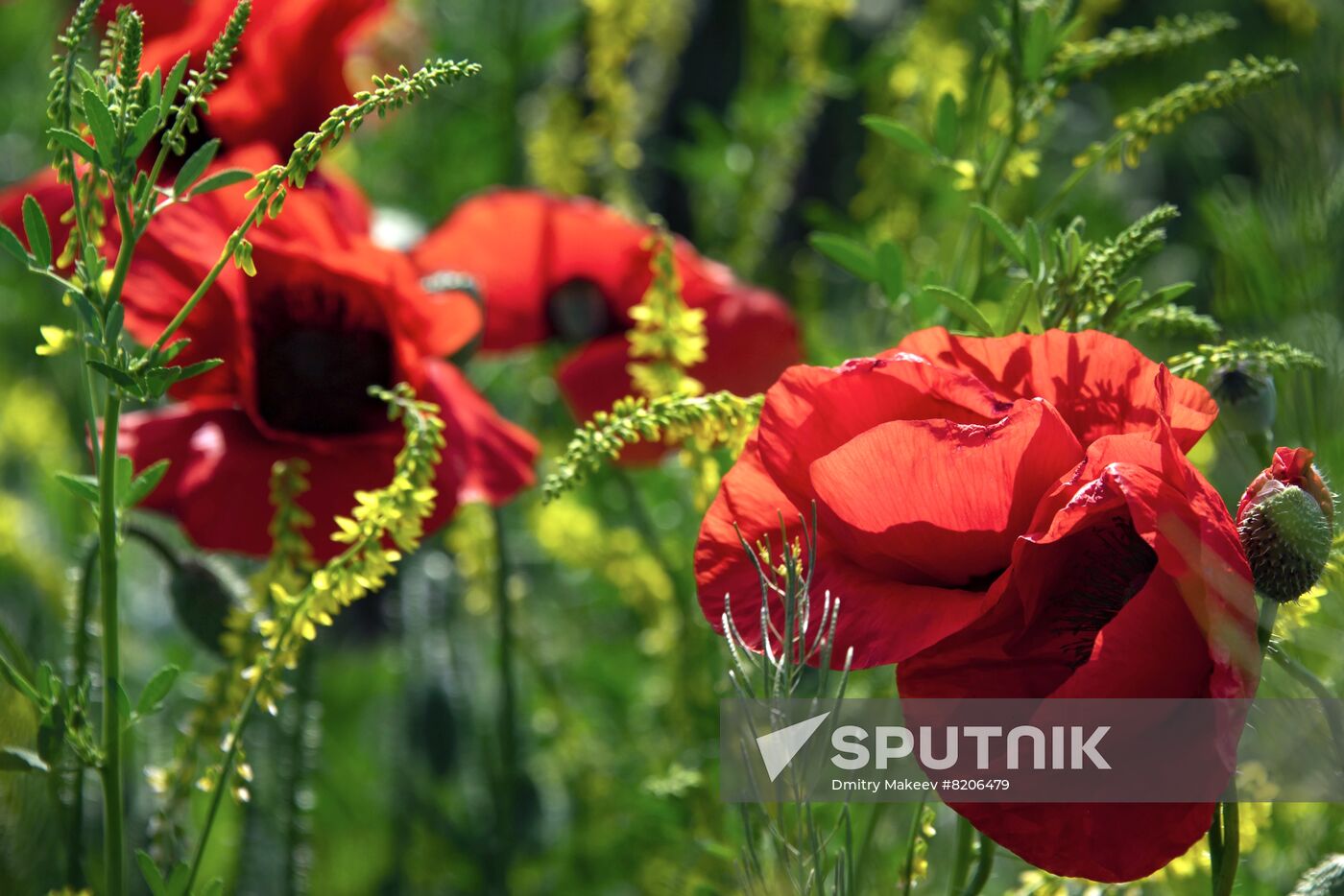 Russia Crimea Poppies Blooming