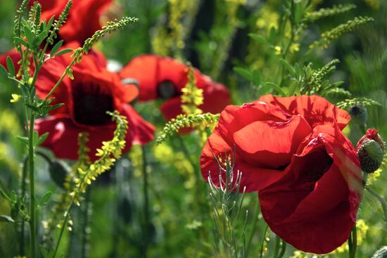 Russia Crimea Poppies Blooming