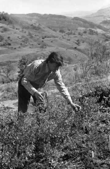 Agriculture in Daghestan