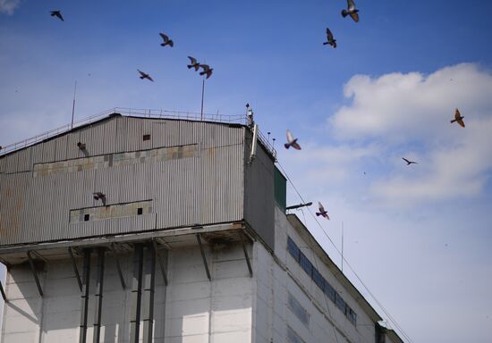 Ukraine Russia Military Operation Plant