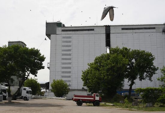 Ukraine Russia Military Operation Plant