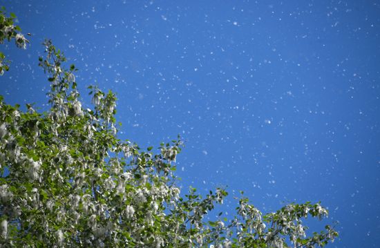 Russia Weather