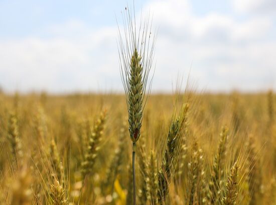 Russia Agriculture Wheat Variety