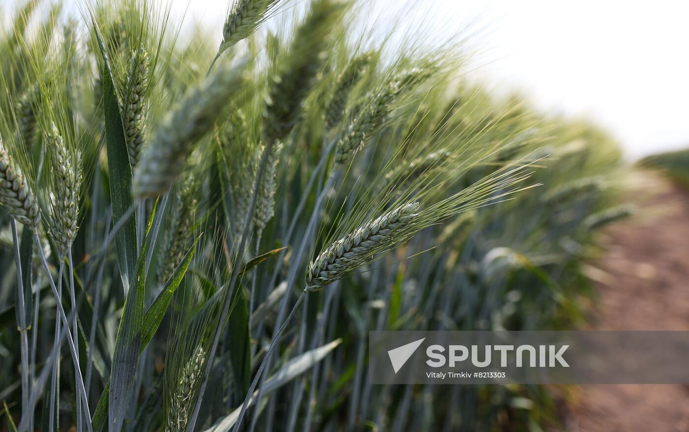 Russia Agriculture Wheat Variety