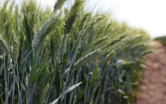 Russia Agriculture Wheat Variety