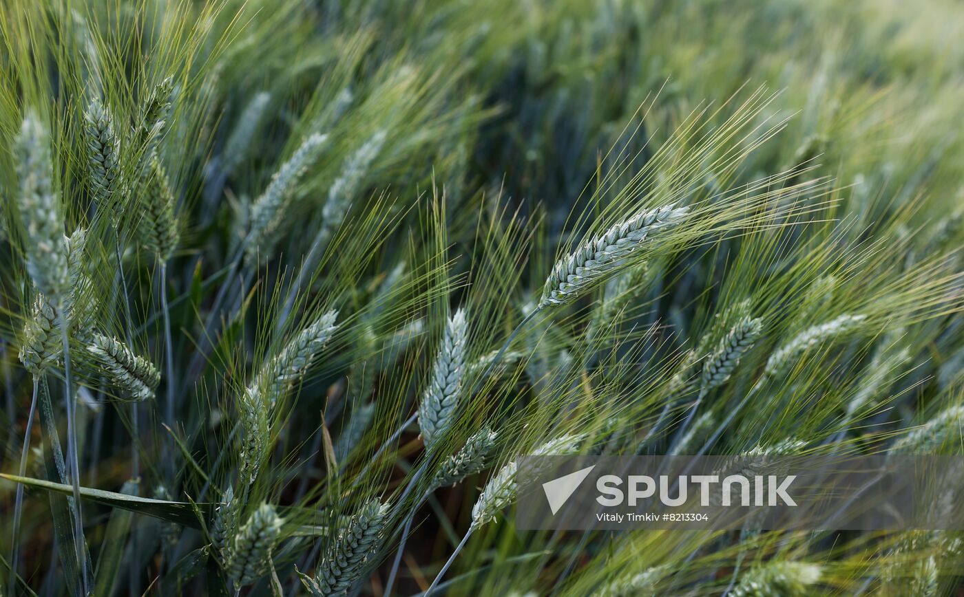 Russia Agriculture Wheat Variety