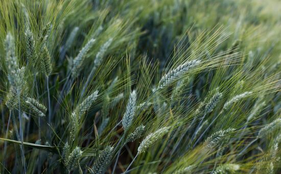Russia Agriculture Wheat Variety