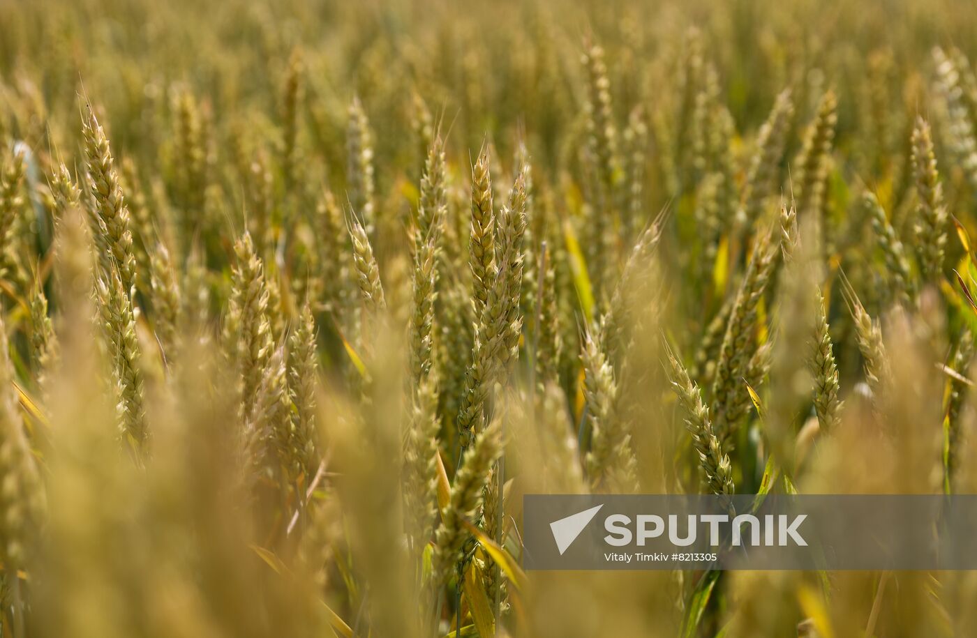 Russia Agriculture Wheat Variety