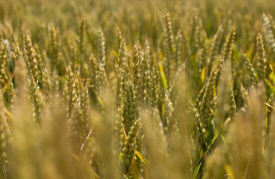 Russia Agriculture Wheat Variety
