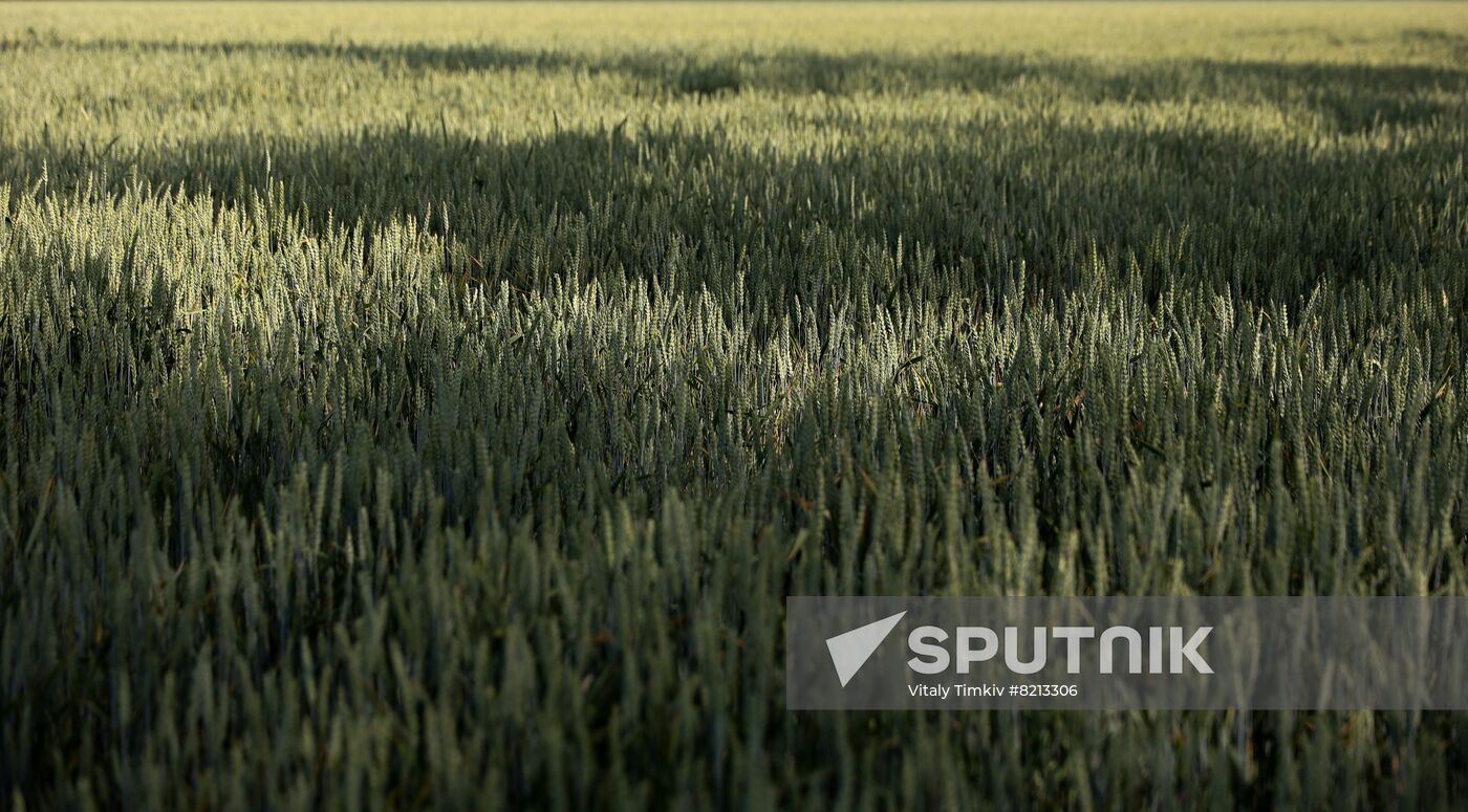 Russia Agriculture Wheat Variety