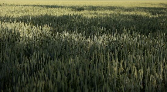 Russia Agriculture Wheat Variety