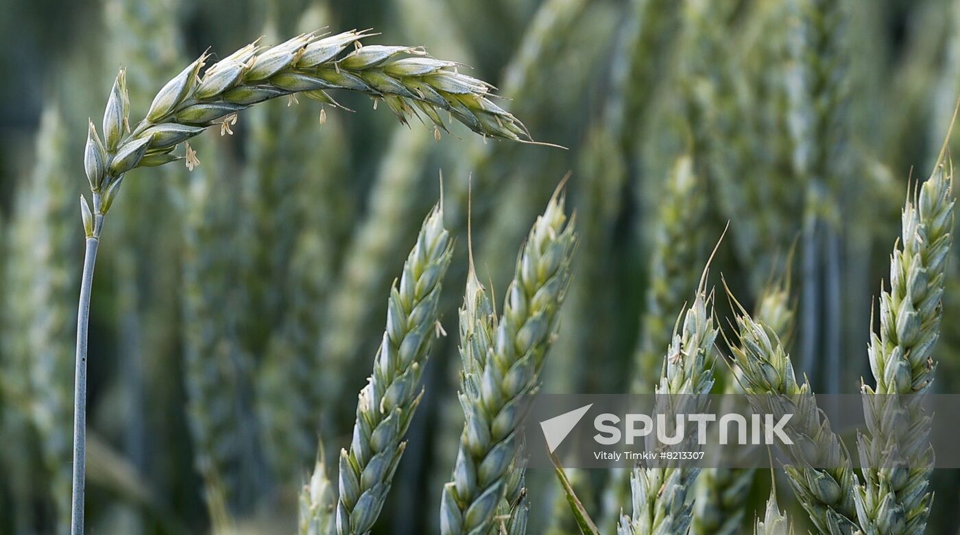 Russia Agriculture Wheat Variety