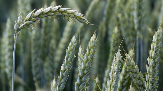 Russia Agriculture Wheat Variety