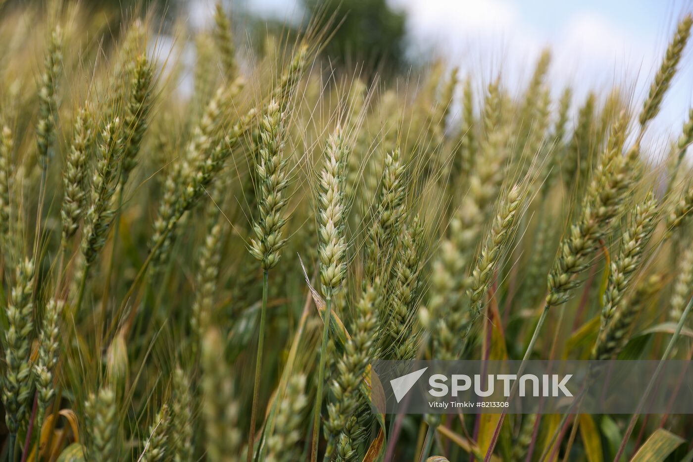 Russia Agriculture Wheat Variety