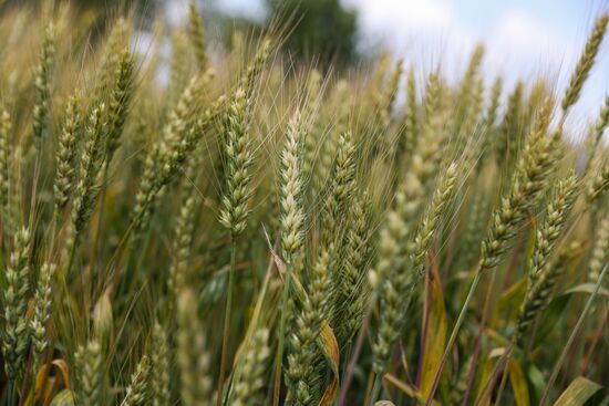 Russia Agriculture Wheat Variety