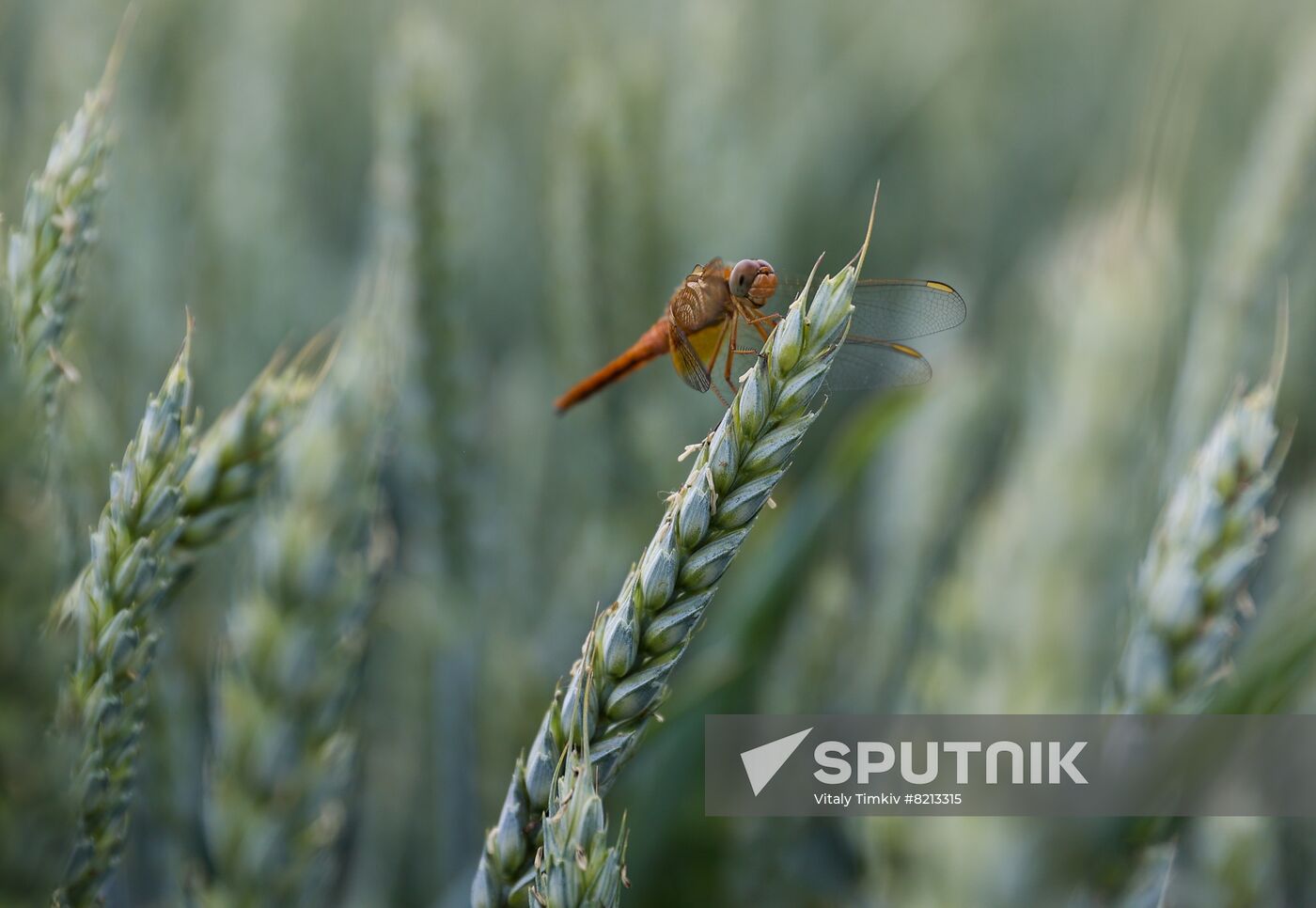 Russia Agriculture Wheat Variety
