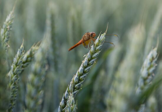Russia Agriculture Wheat Variety