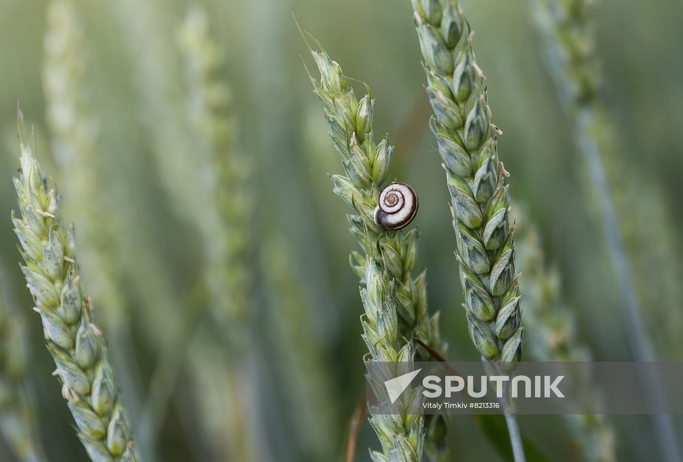 Russia Agriculture Wheat Variety