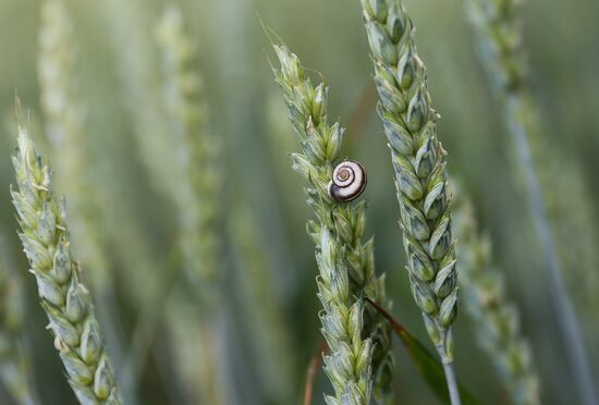 Russia Agriculture Wheat Variety
