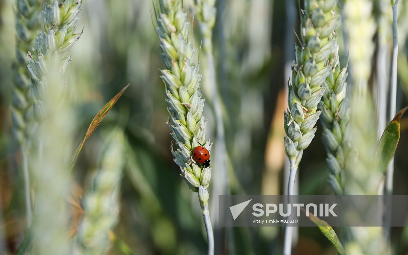 Russia Agriculture Wheat Variety