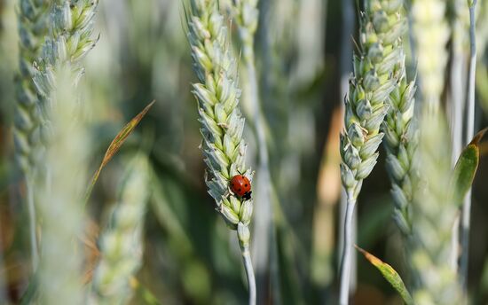 Russia Agriculture Wheat Variety