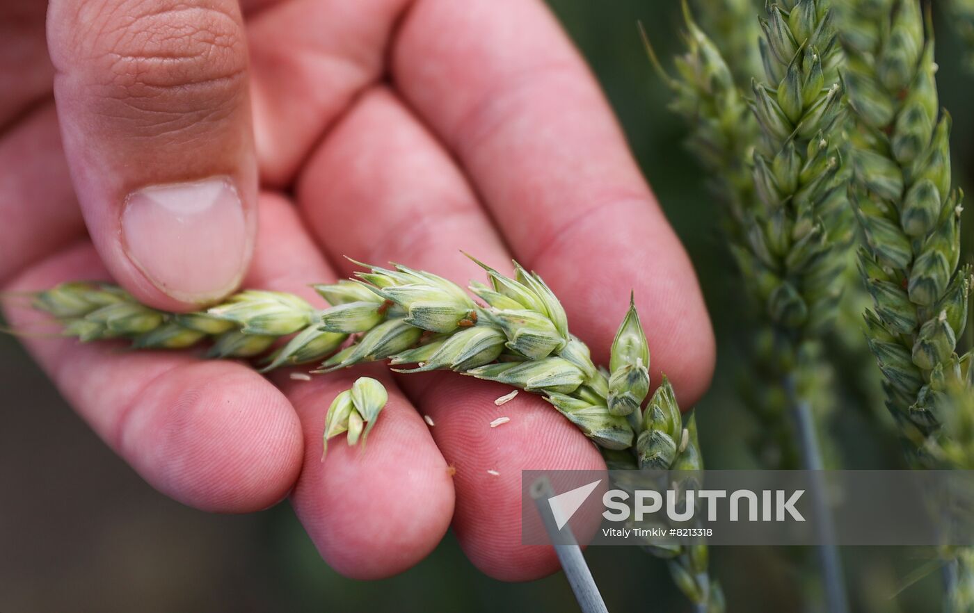 Russia Agriculture Wheat Variety