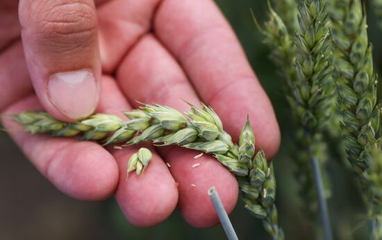 Russia Agriculture Wheat Variety