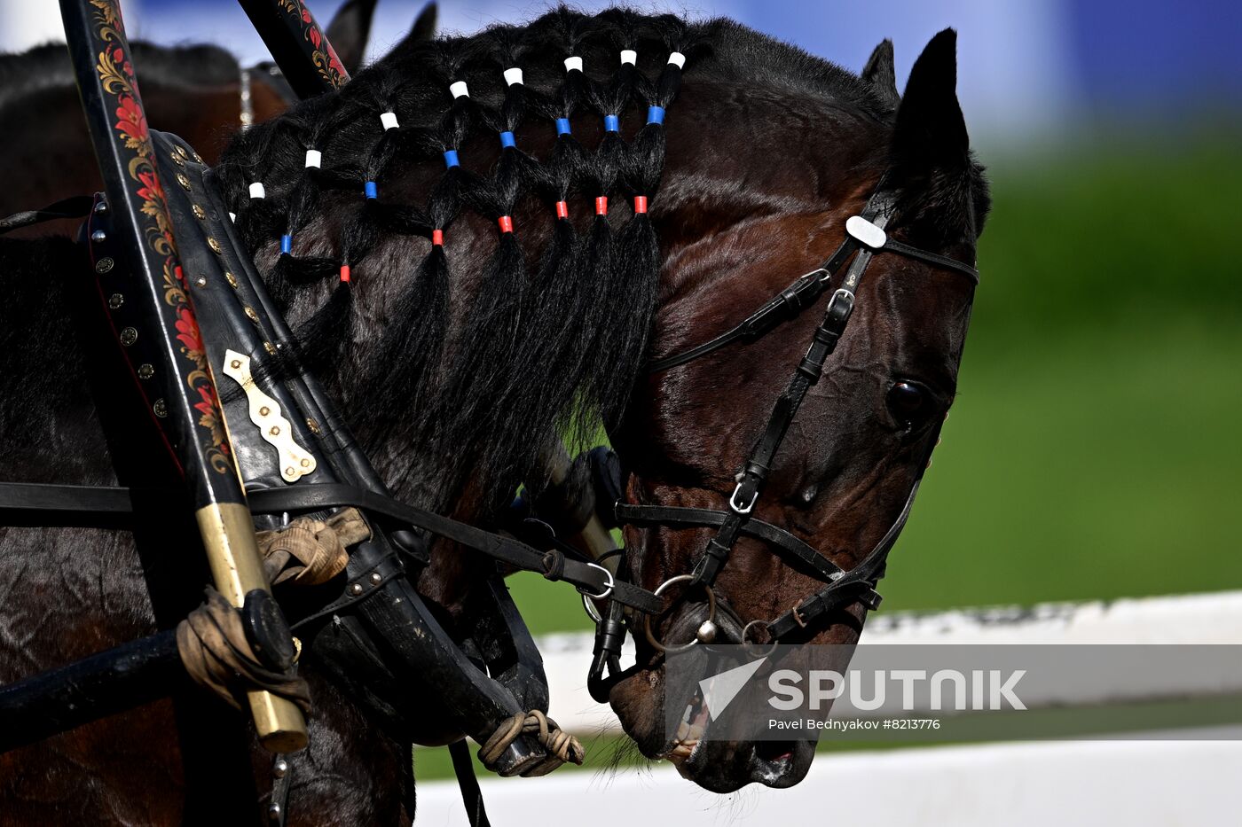 Russia Horse Breeding Troika Races