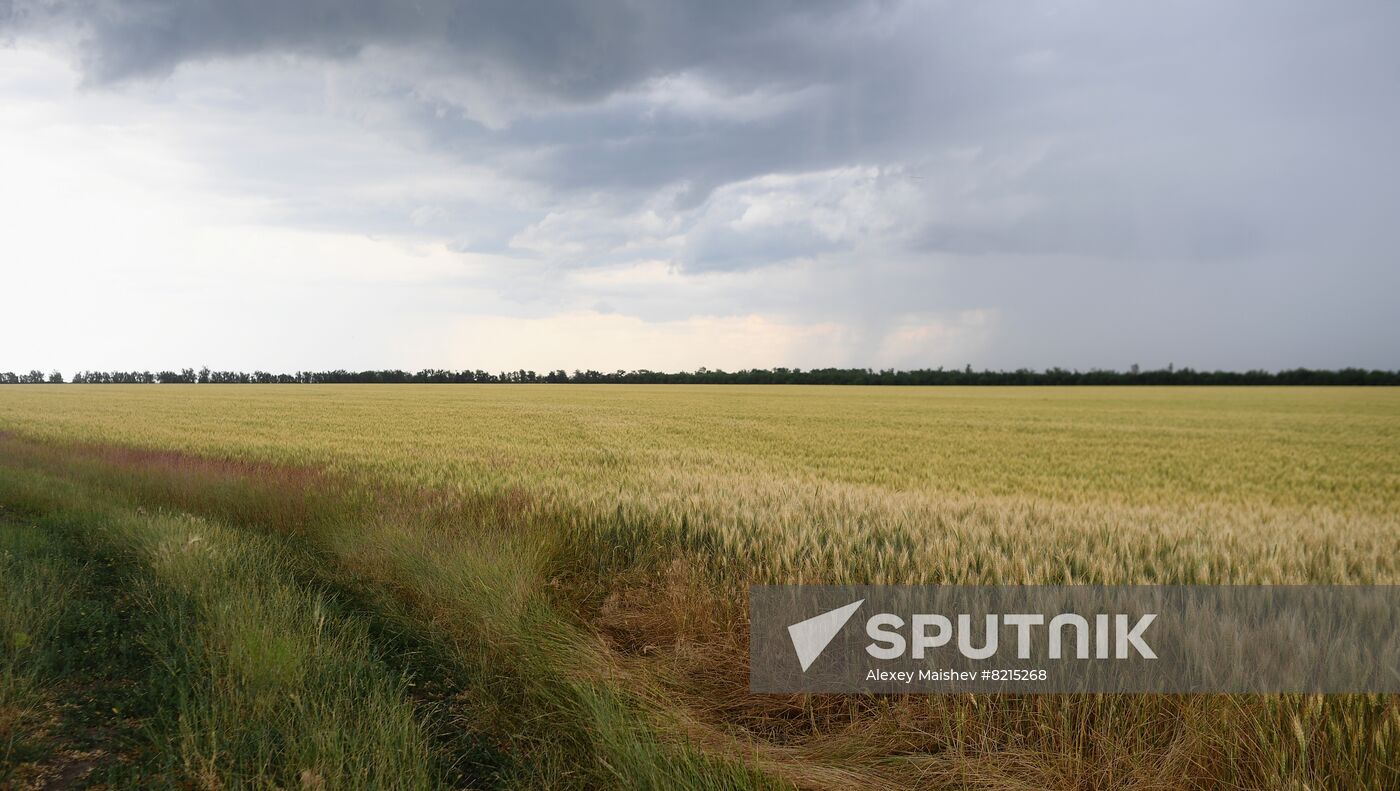 Ukraine Russia Military Operation Wheat Fields