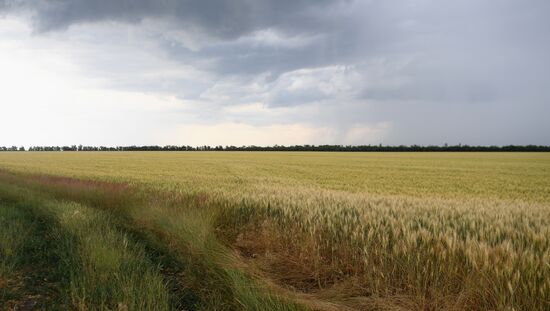 Ukraine Russia Military Operation Wheat Fields