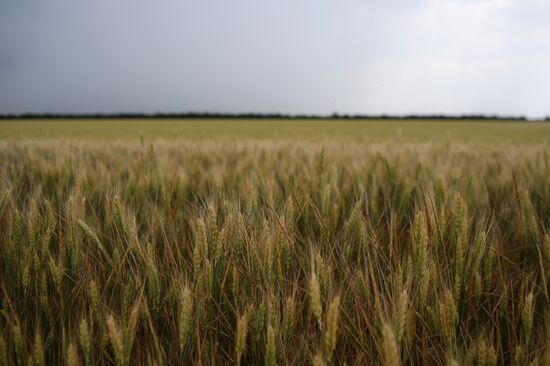 Ukraine Russia Military Operation Wheat Fields