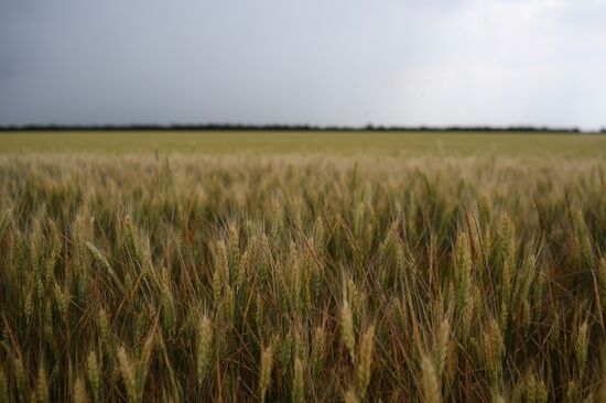 Ukraine Russia Military Operation Wheat Fields