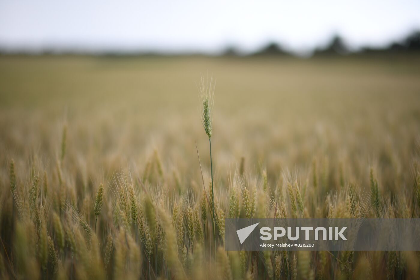 Ukraine Russia Military Operation Wheat Fields