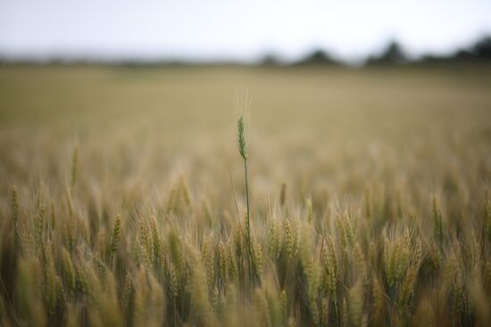 Ukraine Russia Military Operation Wheat Fields
