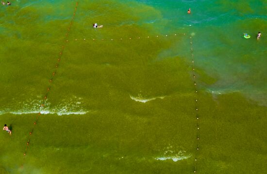 Russia Environment Algae Bloom